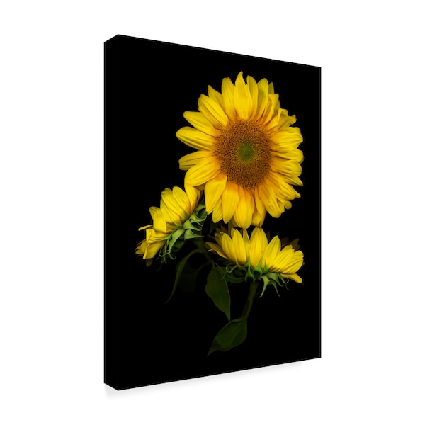 Susan S. Barmon 'Sunflower 3' Canvas Art,35x47